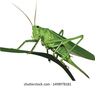 green grasshopper on the grass