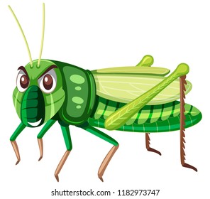 A green grasshopper on white background illustration