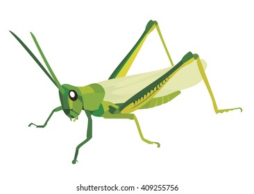 Green grasshopper on a white background vector Illustration