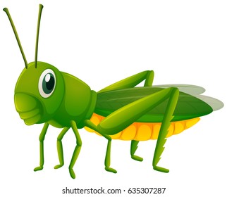 Green grasshopper on white background illustration