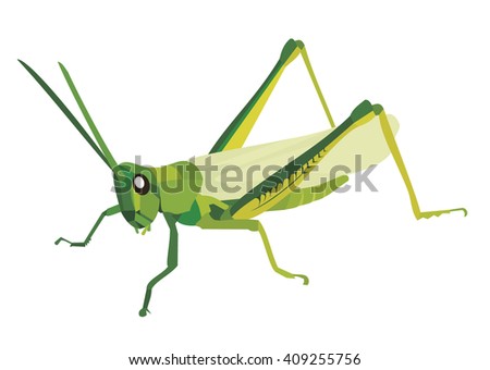 Green grasshopper on a white background vector Illustration