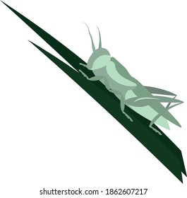 green grasshopper sitting on a grass leaf