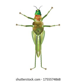 The green grasshopper stands two legs  Drawn in the style realism 