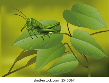 green grasshopper in the summer on leaf
