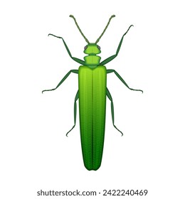 Green grasshopper, top view of bush cricket and insect pest vector illustration