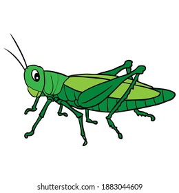 ilustración vectorial de saltamontes verdes, aislada en fondo blanco, vista superior de animales