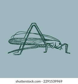 Green grasshopper in vintage style. Jumping insect. Drawn by hand. Vector illustration. Design element, icon