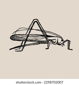 Green grasshopper in vintage style. Jumping insect, grig. Drawn by hand. Vector illustration. Design element, icon, template