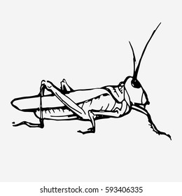 Green grasshopper. Wild animal, insect. Hand drawn vector stock illustration. Black and white whiteboard drawing.