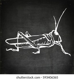 Green grasshopper. Wild animal, insect. Hand drawn vector stock illustration. Chalk board drawing.