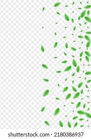 Green Greenery Background Transparent Vector. Foliage Twig Illustration. Figure Design. Greenish Organic Texture. Sheet Flavor.