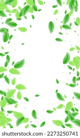 Green Greenery Background White Vector. Sheet Rustic Frame. Ecology Card. Light Green Park Design. Leaf Clear.