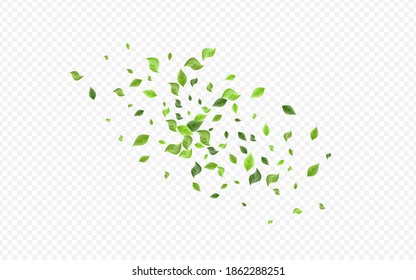 Green Greenery Forest Vector Transparent Background Branch. Flying Leaves Backdrop. Forest Foliage Fresh Plant. Leaf Organic Concept.