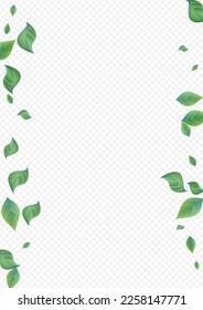 Green Greenery Herbal Vector Transparent Background Poster. Wind Leaf Wallpaper. Mint Leaves Ecology Brochure. Foliage Forest Concept.