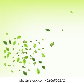 Green Greenery Realistic Vector Green Background Branch. Spring Foliage Banner. Grassy Leaf Organic Backdrop. Leaves Fresh Illustration.