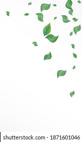 Green Greenery Spring Vector White Background Wallpaper. Ecology Leaf Pattern. Lime Leaves Fly Banner. Foliage Wind Backdrop.