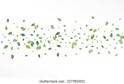 Folleto de fondo blanco del vector de primavera verde. Borde de hoja de movimiento. Planta de hierbas aromáticas de oliva. Deja La Ilustración De Swirl.