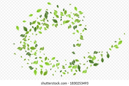 Green Greenery Wind Vector Transparent Background Brochure. Fresh Leaf Branch. Swamp Foliage Organic Banner. Leaves Nature Poster.