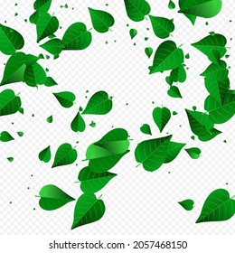 Green Greens Blur Vector Transparent Background Banner. Herbal Foliage Border. Olive Leaf Falling Plant. Leaves Forest Illustration.