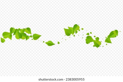 Green Greens Ecology Vector Transparent Background Border. Tree Leaf Template. Mint Foliage Swirl Banner. Leaves Flying Wallpaper.
