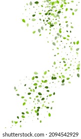 Green Greens Ecology Vector White Background. Organic Foliage Border. Swamp Leaves Fresh Pattern. Leaf Nature Poster.