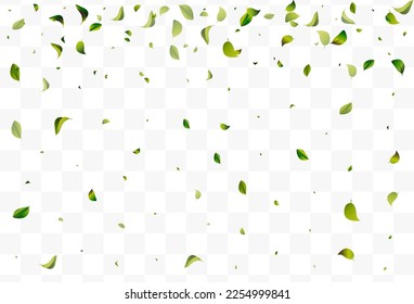 Green Greens Ecology White Transparent Vector Background Border. Flying Leaf Branch. Olive Leaves Realistic Background. Foliage Herbal Illustration.