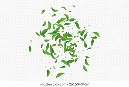 Green Greens Falling Vector Transparent Background Backdrop. Flying Leaf Poster. Mint Leaves Blur Illustration. Foliage Fly Branch.