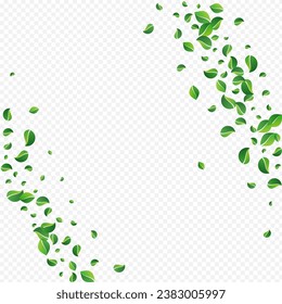 Green Greens Fly Vector Transparent Background. Spring Leaf Brochure. Mint Foliage Forest Pattern. Leaves Transparent Backdrop.