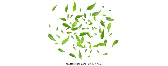 Green Greens Flying Vector Panoramic White Background Brochure. Falling Leaves Illustration. Swamp Foliage Nature Design. Leaf Forest Wallpaper.