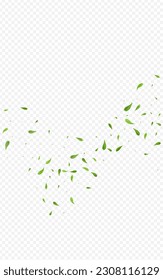 Green Greens Flying Vector Transparent Background Branch. Motion Leaves Pattern. Olive Foliage Forest Plant. Leaf Herbal Wallpaper.