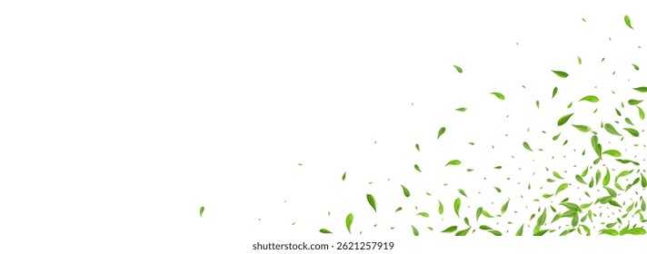 Concepto de fondo blanco panorámico de Vector forestal verde. Folleto de hojas de remolino. Ilustración de la mosca del follaje del pantano. Hojas de Fondo de pantalla Orgánico.