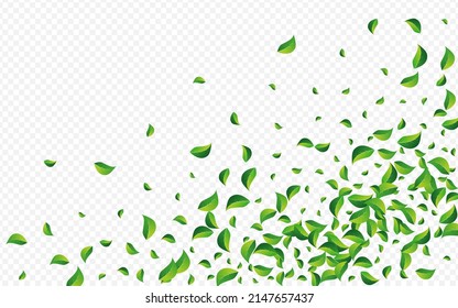 Green Greens Fresh Vector Transparent Background. Fly Foliage Pattern. Swamp Leaves Flying Brochure. Leaf Swirl Branch.