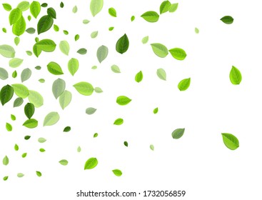 Green Greens Herbal Vector Banner. Transparent Leaf Design. Grassy Leaves Nature Pattern. Foliage Motion Border.