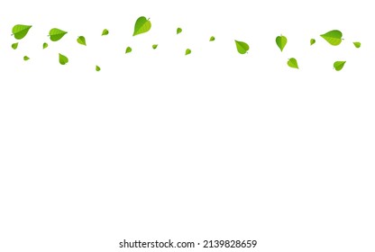 Green Greens Motion Vector White Background Wallpaper. Tree Foliage Plant. Olive Leaves Transparent Illustration. Leaf Realistic Design.
