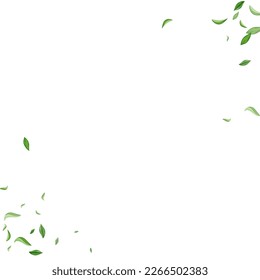 Grüne Grüne Natur, Vektorweißer Hintergrund Zweig. Federleaf Design. Olive Leaves Realistisches Banner. Blattökologische Grenze.