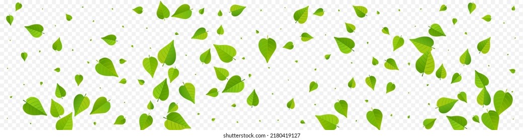 Green Greens Organic Vector Panoramic Transparent Background Illustration. Spring Leaf Design. Lime Foliage Motion Banner. Leaves Transparent Poster.