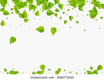 Green Greens Realistic Vector Transparent Background Backdrop. Fresh Leaves Wallpaper. Olive Leaf Flying Design. Foliage Forest Poster.