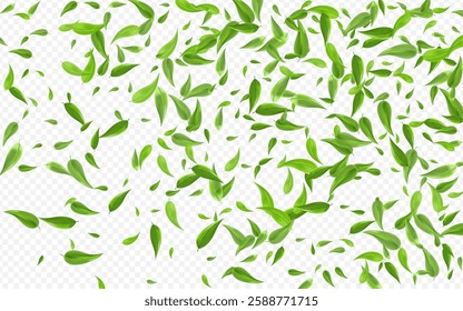 Green Greens Realistic Vector Transparent Background Poster. Nature Leaf Brochure. Mint Leaves Forest Branch. Foliage Fresh Plant.