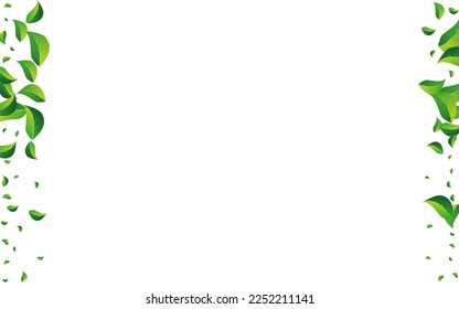 Green Greens Spring Vector White Background. Realistic Leaf Wallpaper. Lime Leaves Fresh Backdrop. Foliage Herbal Brochure.