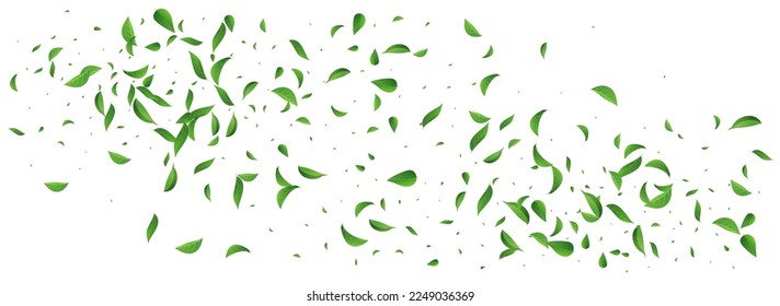 Verde Verde Vector De Té Panorámico Borde De Fondo Blanco. Diseño del follaje forestal. Planta Fresca De Hojas Forestales. Deja el fondo de la ecología.