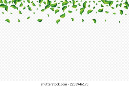 Green Greens Tea Vector Transparent Background. Nature Leaf Backdrop. Lime Foliage Tree Branch. Leaves Spring Design.