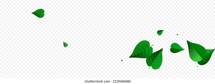 Green Greens Transparent Vector Panoramic Transparent Background Pattern. Tree Foliage Plant. Forest Leaves Organic Wallpaper. Leaf Wind Banner.