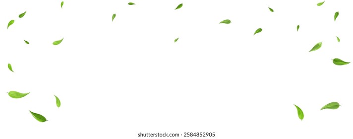 Green Greens Transparent Vector Panoramic White Background Pattern. Tree Leaves Illustration. Lime Foliage Organic Wallpaper. Leaf Forest Backdrop.