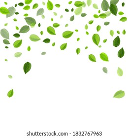 Green Greens Wind Vector Design. Herbal Leaves Banner. Forest Foliage Motion Template. Leaf Nature Background.