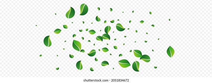 Green Greens Wind Vector Panoramic Transparent Background. Organic Leaf Wallpaper. Lime Leaves Spring Concept. Foliage Realistic Template.