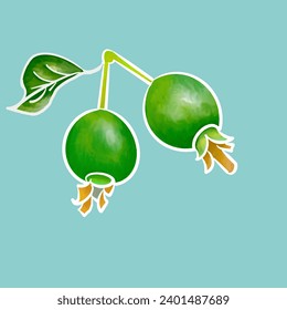 Green guava fruit illustration background. Hand sketch with realistic drawing. The vector is suitable to use nature background.
