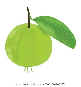 green guava guava vector illustration