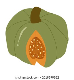 Green halves pumpkin, autumn decorative.Vector hand drawn