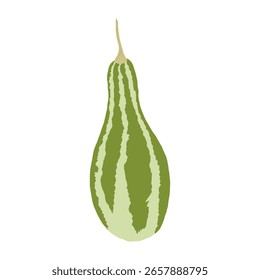 Green hand drawn pumpkin on white background, autumn vegetable in cozy colors. Thanksgiving and harvest season decoration. For magazines, prints, children's decor, labels and banners