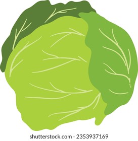 Green Handdrawn Organic Cabbage Element